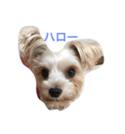 愛犬れんのいちにち（個別スタンプ：1）