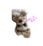 愛犬れんのいちにち（個別スタンプ：2）