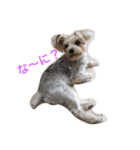 愛犬れんのいちにち（個別スタンプ：3）