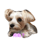 愛犬れんのいちにち（個別スタンプ：4）