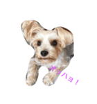愛犬れんのいちにち（個別スタンプ：5）