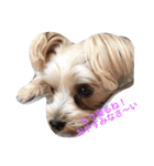 愛犬れんのいちにち（個別スタンプ：6）