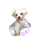 愛犬れんのいちにち（個別スタンプ：7）
