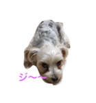 愛犬れんのいちにち（個別スタンプ：8）