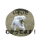 白プードルは言いました...（個別スタンプ：2）