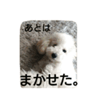 白プードルは言いました...（個別スタンプ：4）