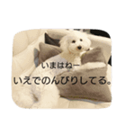 白プードルは言いました...（個別スタンプ：5）