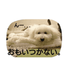 白プードルは言いました...（個別スタンプ：7）