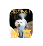 白プードルは言いました...（個別スタンプ：8）