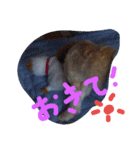 にゃんことマカロン（個別スタンプ：2）