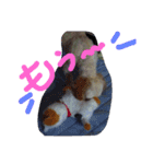 にゃんことマカロン（個別スタンプ：5）