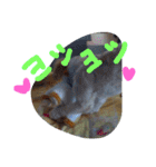 にゃんことマカロン（個別スタンプ：6）
