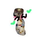 にゃんことマカロン（個別スタンプ：18）