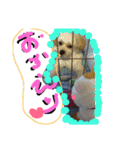 にゃんことマカロン（個別スタンプ：35）