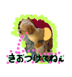 にゃんことマカロン（個別スタンプ：37）