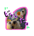 にゃんことマカロン（個別スタンプ：38）