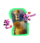 にゃんことマカロン（個別スタンプ：39）