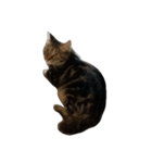 わがやねこ（個別スタンプ：1）