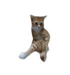 わがやねこ（個別スタンプ：2）