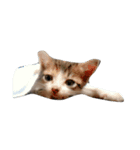 わがやねこ（個別スタンプ：3）
