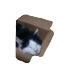 わがやねこ（個別スタンプ：4）