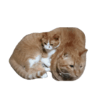 わがやねこ（個別スタンプ：7）
