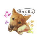 大豆スタンプ（個別スタンプ：4）