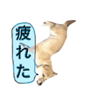 大豆スタンプ（個別スタンプ：11）