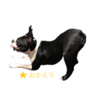 ボストンテリア＆黒パグ（個別スタンプ：8）