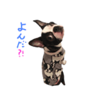 ボストンテリア＆黒パグ（個別スタンプ：25）