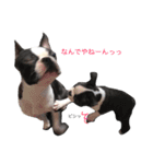 ボストンテリア＆黒パグ（個別スタンプ：34）