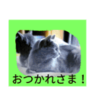 おすまし猫の日常 1（個別スタンプ：2）