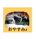 おすまし猫の日常 1（個別スタンプ：3）