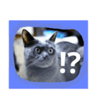 おすまし猫の日常 1（個別スタンプ：4）