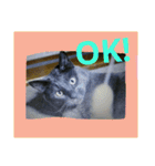 おすまし猫の日常 1（個別スタンプ：5）