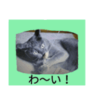 おすまし猫の日常 1（個別スタンプ：6）