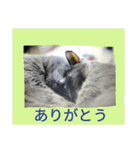 おすまし猫の日常 1（個別スタンプ：7）
