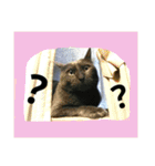 おすまし猫の日常 1（個別スタンプ：8）