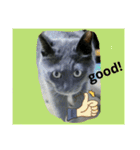おすまし猫の日常 1（個別スタンプ：10）