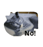 おすまし猫の日常 1（個別スタンプ：12）