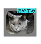 おすまし猫の日常 1（個別スタンプ：20）