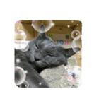 おすまし猫の日常 1（個別スタンプ：22）