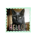 おすまし猫の日常 1（個別スタンプ：23）