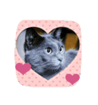 おすまし猫の日常 1（個別スタンプ：26）