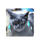 おすまし猫の日常 1（個別スタンプ：29）