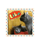 おすまし猫の日常 1（個別スタンプ：30）