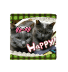おすまし猫の日常 1（個別スタンプ：31）