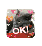 おすまし猫の日常 1（個別スタンプ：36）