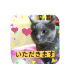 おすまし猫の日常 1（個別スタンプ：38）