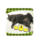 おすまし猫の日常 1（個別スタンプ：39）
